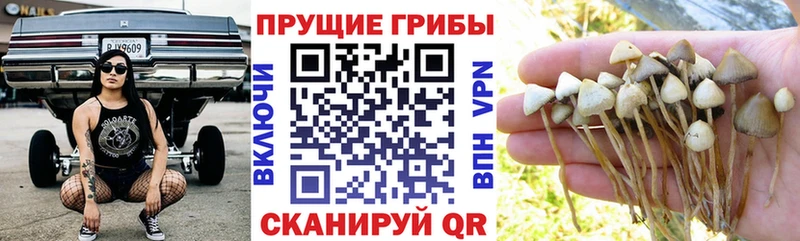 купить наркоту  Курган  Галлюциногенные грибы ЛСД 