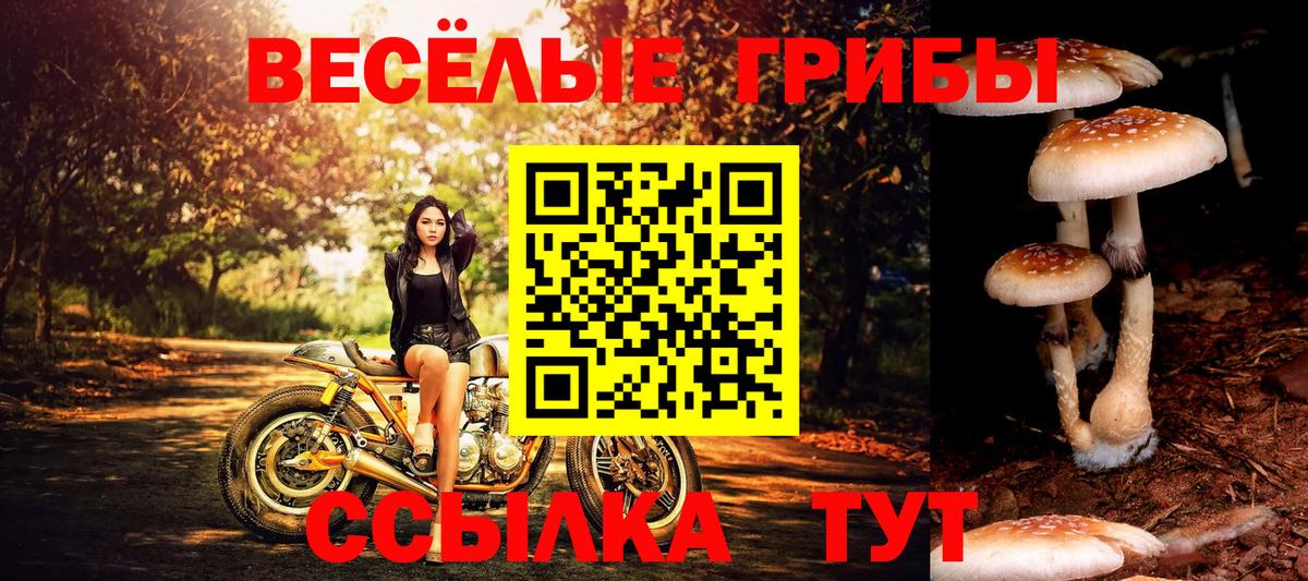 Псилоцибиновые грибы GOLDEN TEACHER  Псилоцибиновые грибы MAGIC MUSHROOMS  даркнет сайт  Курган  Вход с VPN 